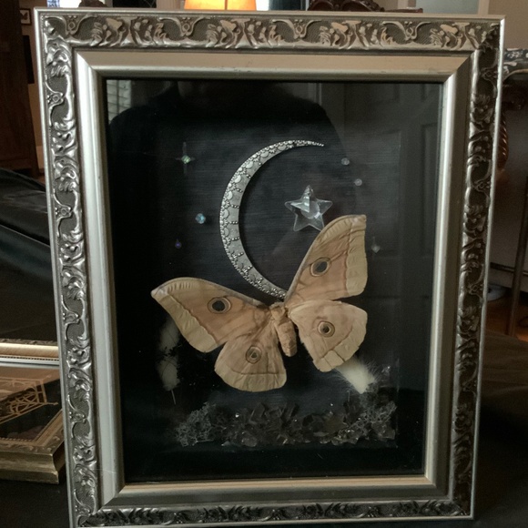 Other - Custom real moth frame